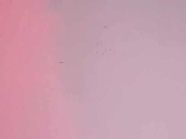 Pamela-Velvet from BongaCams